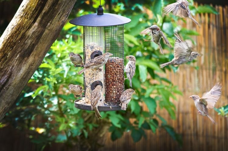 DIY Bird Feeder for Natural Charm