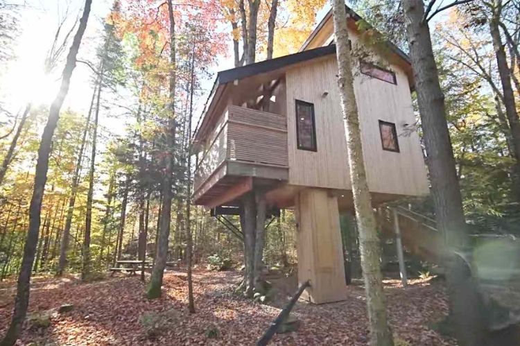 Tree House with an Observation Deck